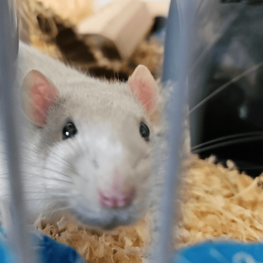 Dekorerat hamsterterrarium