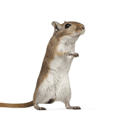 Gerbil