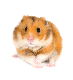 Hamster